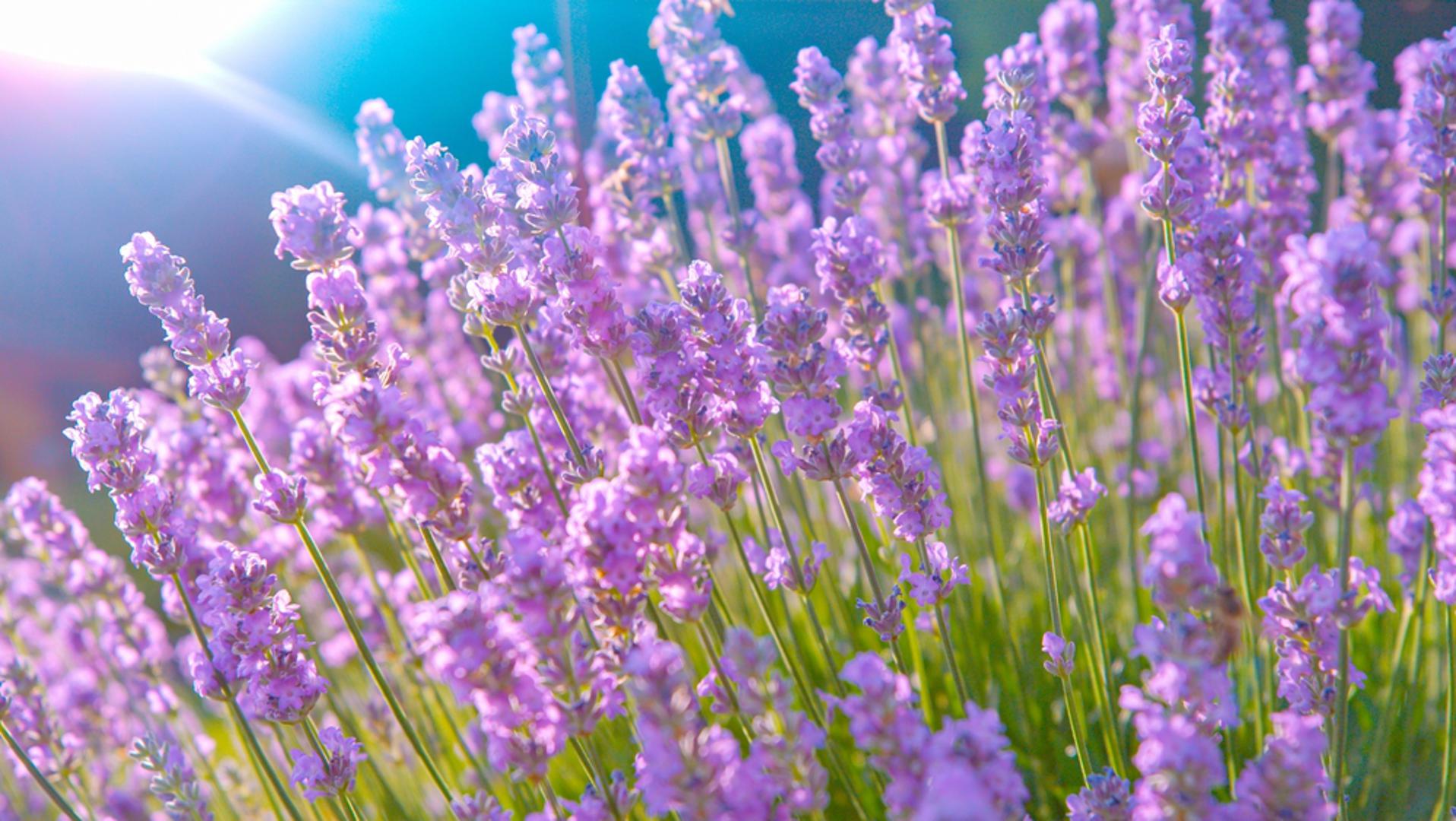 Lavanda: Lavanda je poznata po svom predivnom mirisu i ljubičastim cvjetovima. Ova mediteranska biljka je otporna na sušu i zahtijeva minimalno održavanje. Jednom posađena, lavanda će vas godinama razveseljavati svojim cvjetovima i ugodnim mirisom.