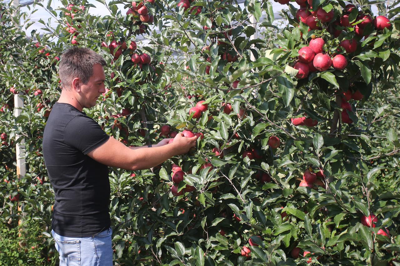 Valpovo: Početak berbe jabuka u voćnjaku Marka Đurkovića