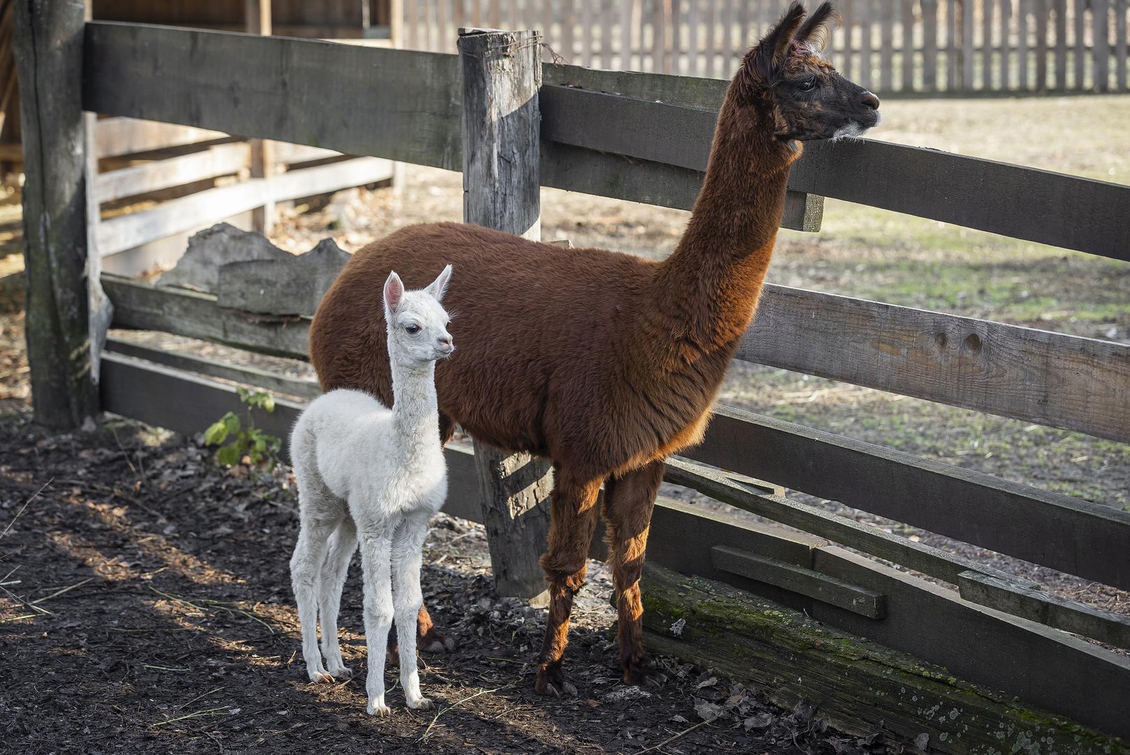 Tjedan dana bila je s majkom Đurđom u maloj štali, a ovih dana je prvi put izašla na sunce u vanjsku nastambu. Majka je odmah zauzela zaštitnički stav i pljuvala na ostale alpake koje su sa zanimanjem dočekale prinovu. 