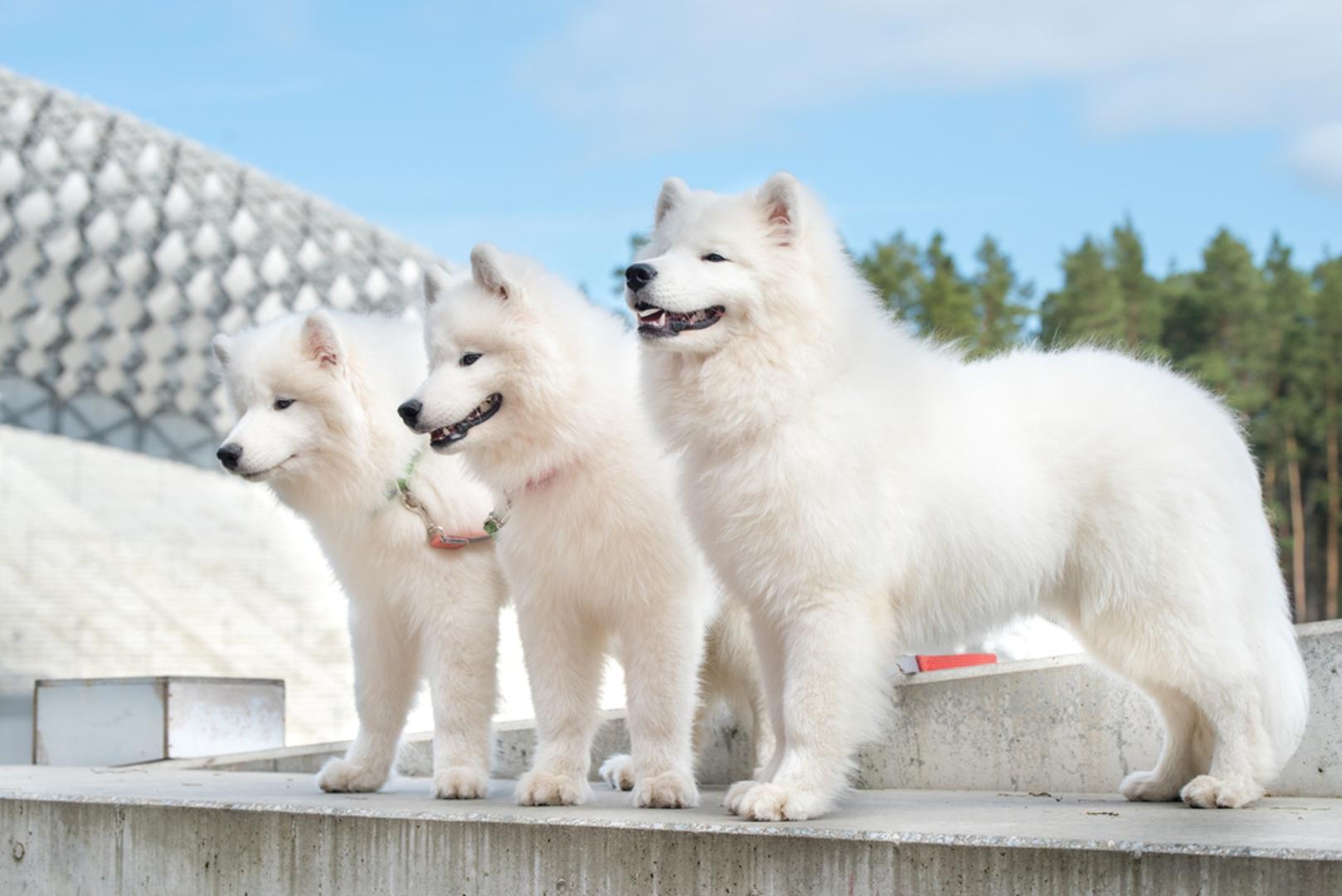 Samojed: Samojed je drevna pasmina iz Sibira, nazvan po narodu Samojedi, koji su ga uzgajali kako bi im pomagao vući saonice i čuvati sobove. Ovaj pahuljasti bijeli pas nije samo skup za održavanje, već je i jedan od najskupljih pasa za nabavku. Čistokrvno štene samojeda košta oko 14 tisuća dolara.