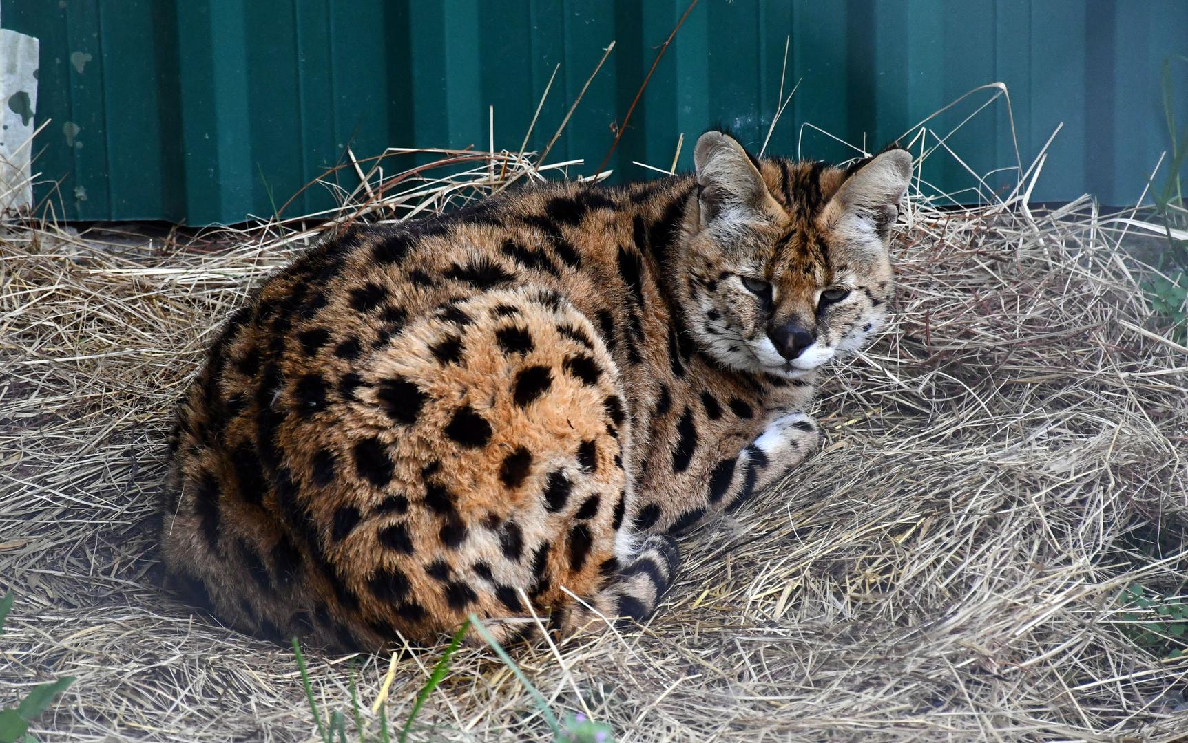 Nije prisutan u pustinjama i vlažnim tropskim šumama. Hrani se zečevima, krticama, žabama, vjevericama...