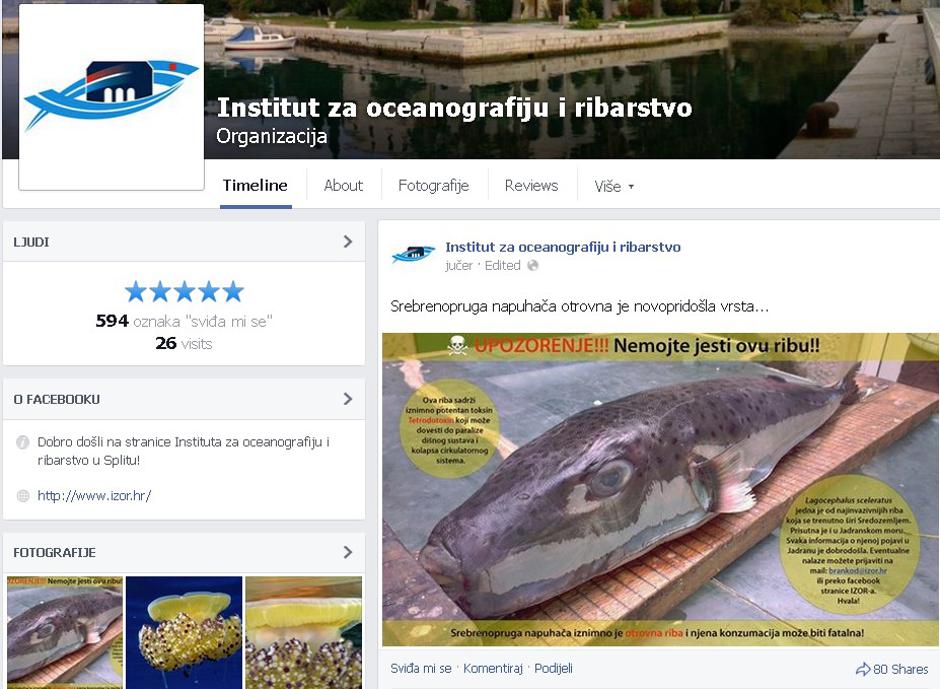 fugu,srebrenopruga napuhača