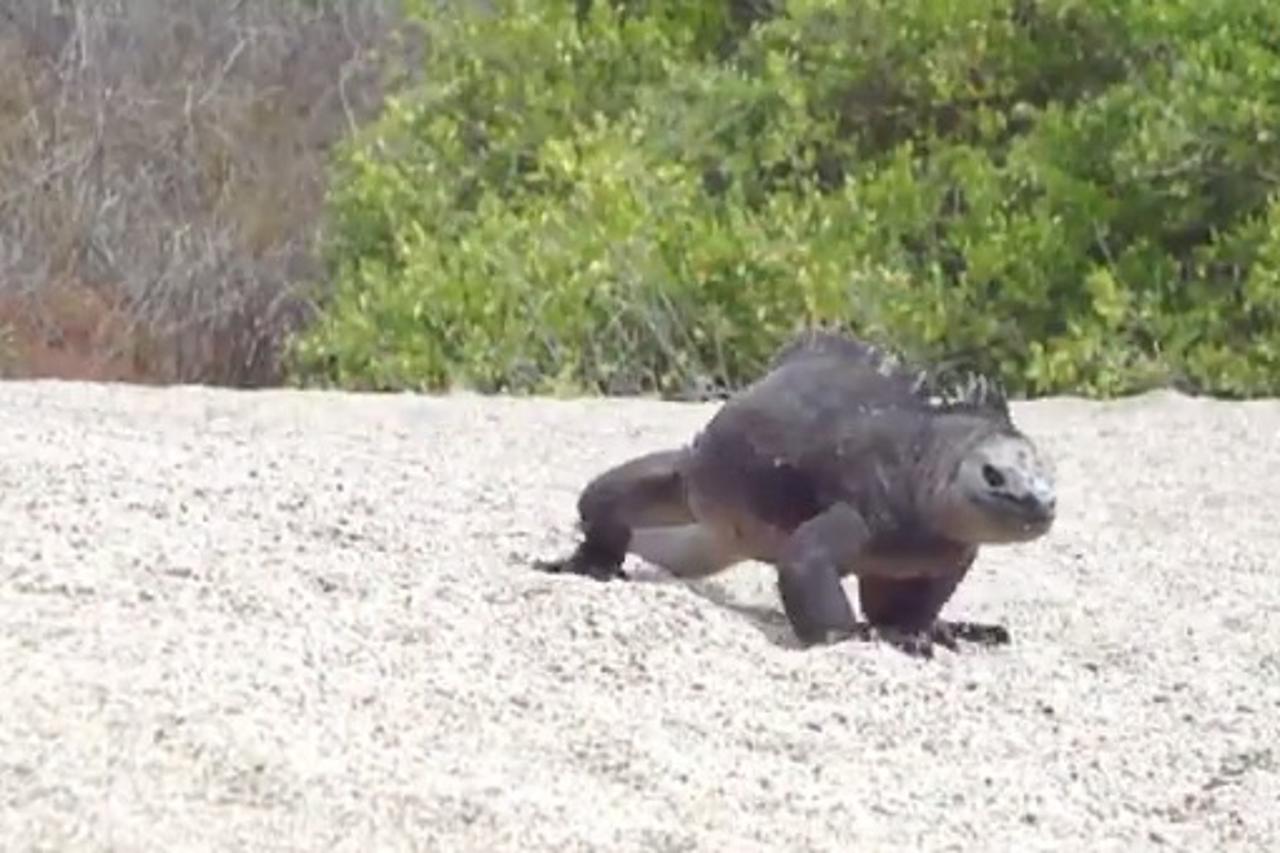 galapagos