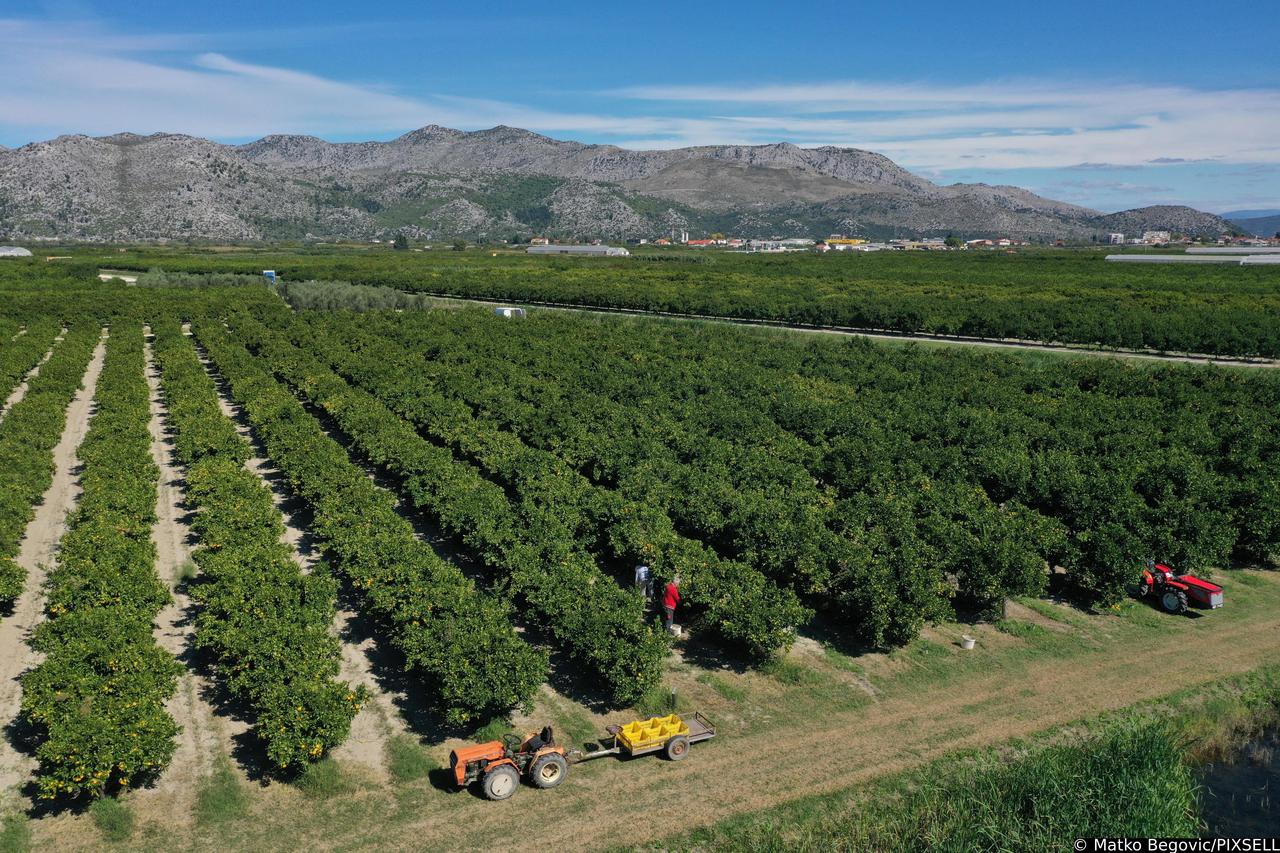 Fotografije iz zraka plantaže mandarina u Opuzenu