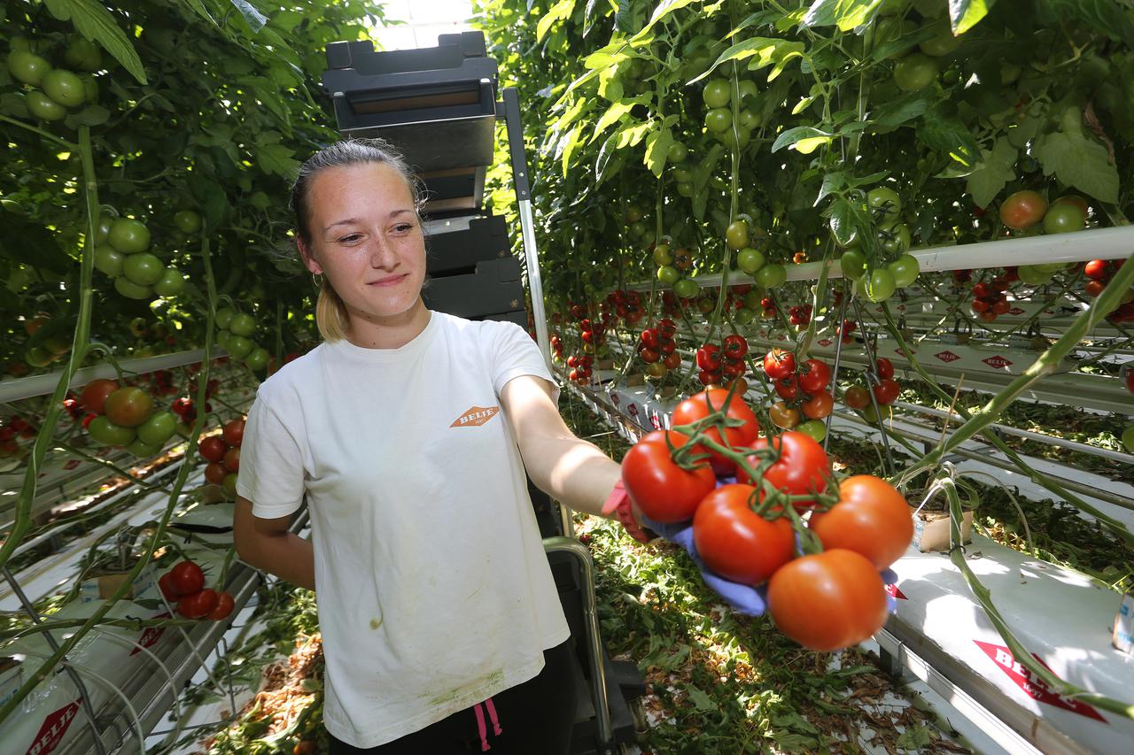 15.04.2015., Baranja, Mitrovac - Prva berba rajcica u najvecem plasteniku u Hrvatskoj koje je u vlasnistvu Belja.  Photo: Marko Mrkonjic/PIXSELL