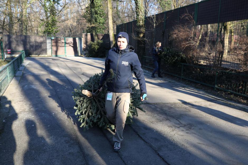 Zagreb: Borovi koji su krasili Zoološki vrt tijekom blagdana darovani su životinjama