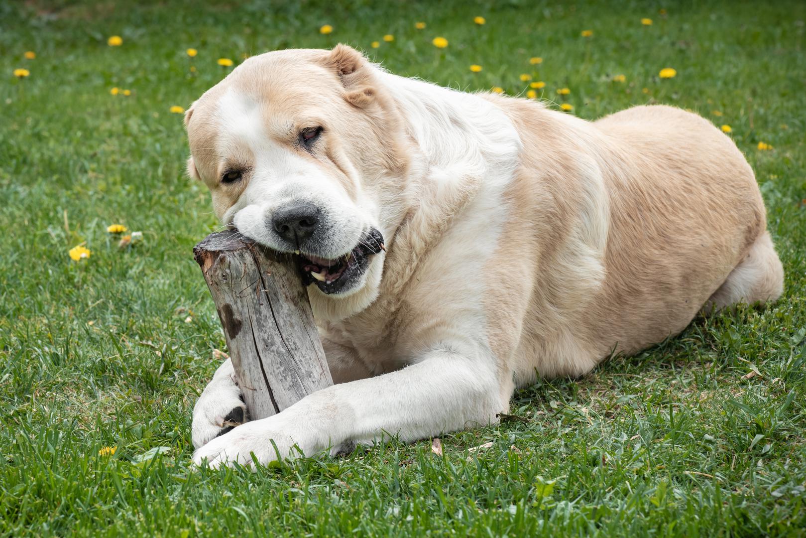Kavkaski ovčar: Treća pasmina na Athertonovom popisu su kavkaski ili srednjoazijski ovčari. "Srećom, nevjerojatno su rijetki pa sam morao raditi samo s nekolicinom njih", rekao je.