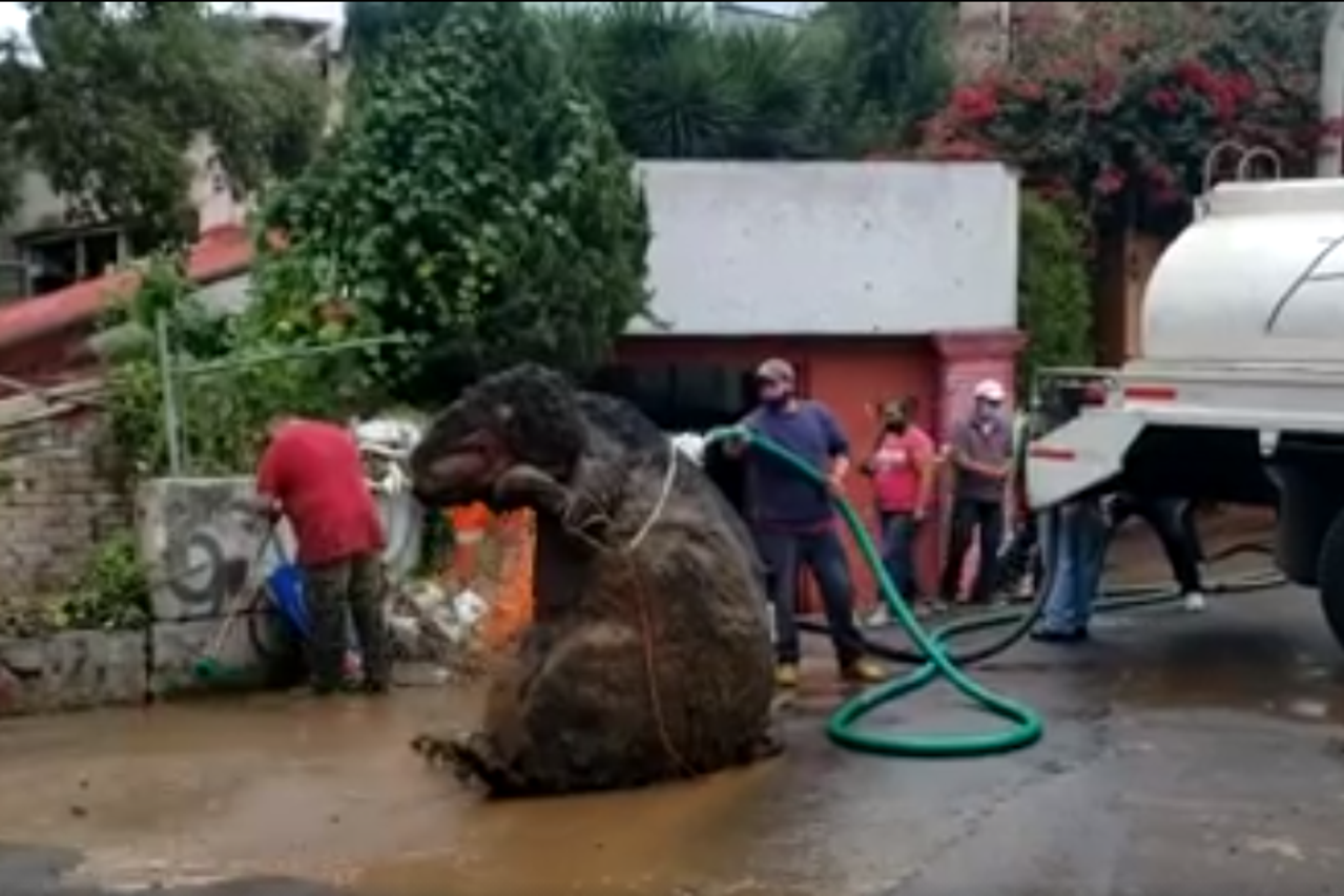 Kostim štakora