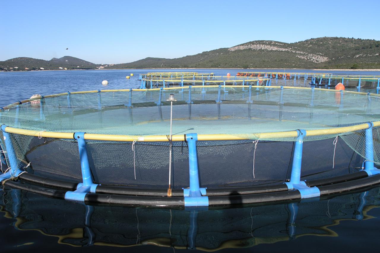 Cromaris