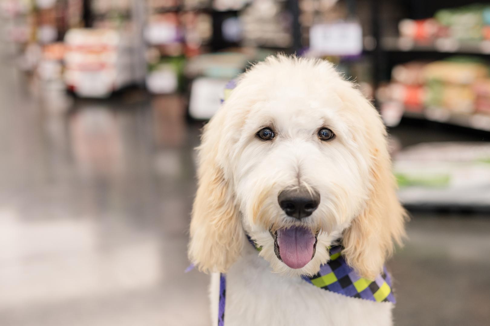 1. Doodle: Na prvom mjestu Ray je naveo sve doodle pasmine. Postoji širok spektar različitih doodlea, od cockapooa (mješavina koker španijela i pudla) do goldendoodlea (mješavina zlatnog retrivera i pudla) i drugih. Sve ove pasmine se uzgajaju s pudlom zbog poželjnih osobina, poput inteligencije i hipoalergene dlake. Ray je veliki ljubitelj pudla i savjetuje ljudima da radije uzmu čistokrvnog pudla nego "precijenjenog" doodlea. "Svaki se pas uzgaja s pudlom jer ljudi vole što pudl predstavlja. Samo pokušavaju ponuditi to u drugačijem 'pakiranju'“, rekao je stručnjak. Istaknuo je i njihove velike potrebe za njegom i da neki vlasnici ne shvaćaju koliko truda i rada ova pasmina zahtijeva.