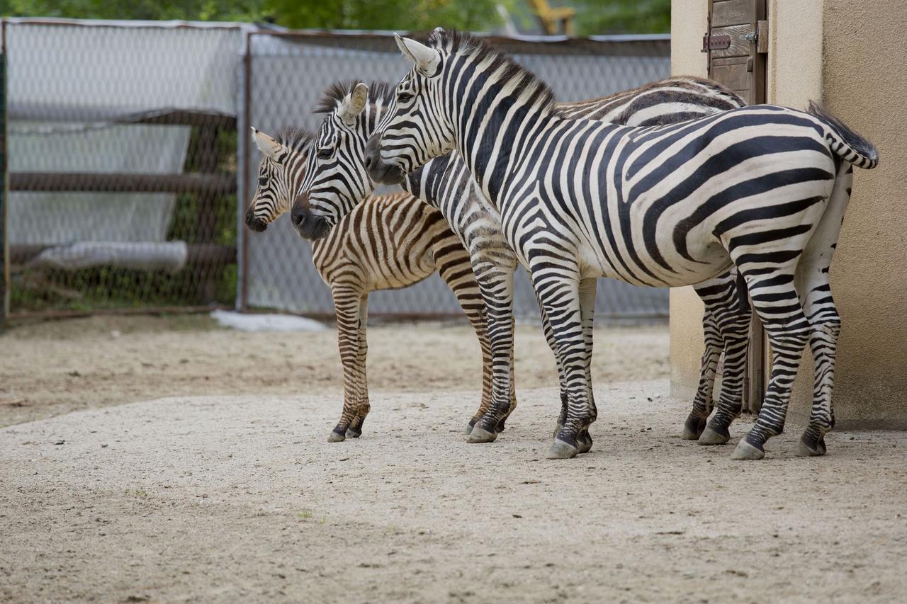 zebra