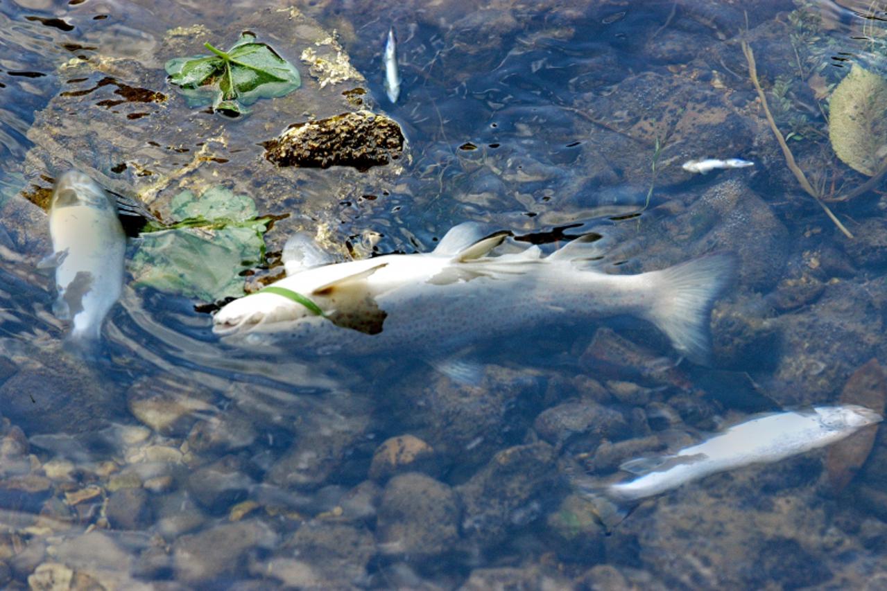 'ZAGADJENJE VODE POMOR RIBE U RIJECI RADOBOLJI U MOSTARU ZA TEKST MISIJANE BRKIC SNIMIO S. LASIC'