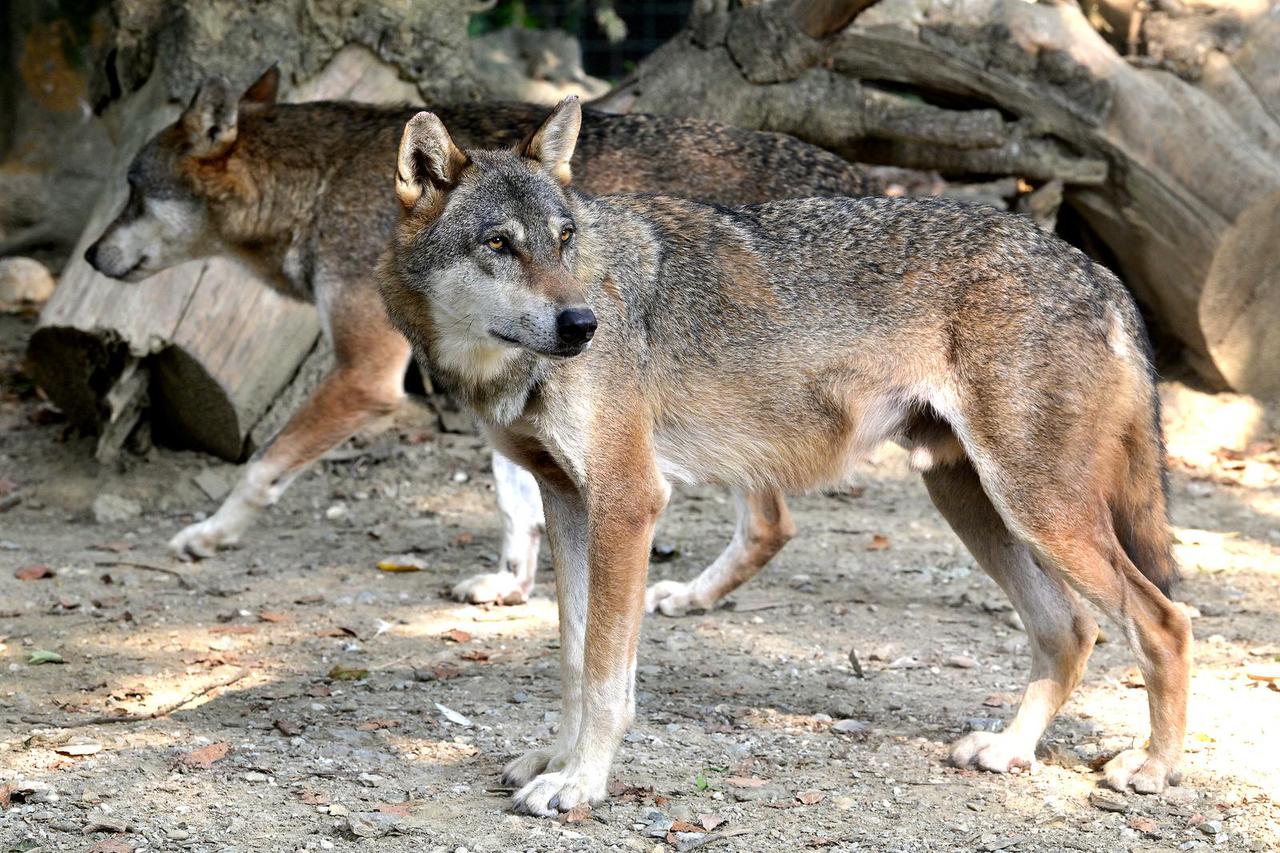 Zagreb: Životinje koje su pobjegle iz nastambi u zoološkom vrtu