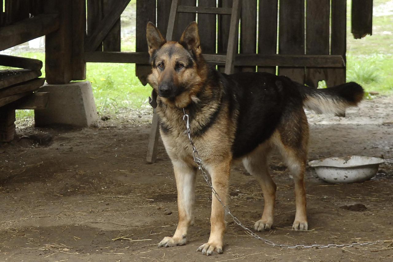 Psi i uvjeti držanja