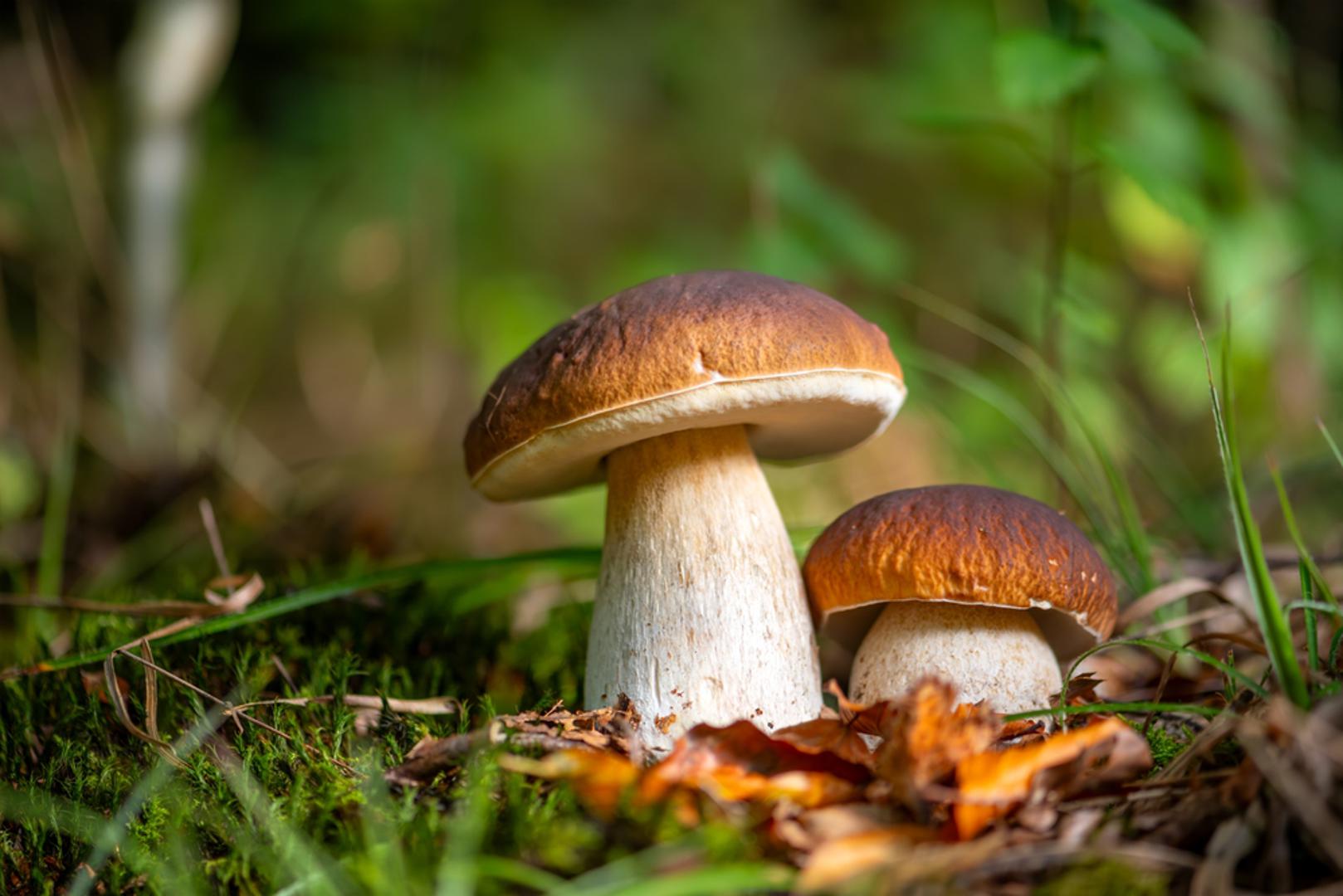 Iako vrganji mogu niknuti u različitim tipovima šuma, postoje određena mjesta na kojima ih je najlakše pronaći i gdje se redovito pojavljuju kada su vremenski uvjeti povoljni odnosno gdje ima dovoljno vlage nakon kiše, a na kojima je istovremeno dovoljno toplo. Iskusni gljivari izdvajaju četiri najčešća staništa u kojima imaju najviše sreće.