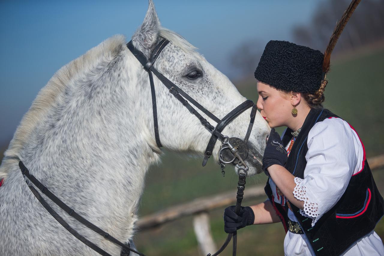 Svi državni lipicanci zaštićena su pasmina, a država potiče njihov uzgoj. U Slavoniji, Baranji i Srijemu proglašeni su nematerijalnim kulturnim dobrom