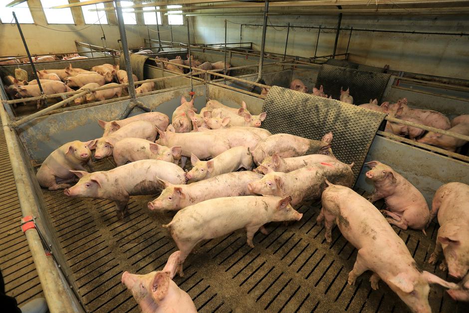 Punitovci: OPG Goran Jančo bavi se svinjogojstvom te obradom zemlje