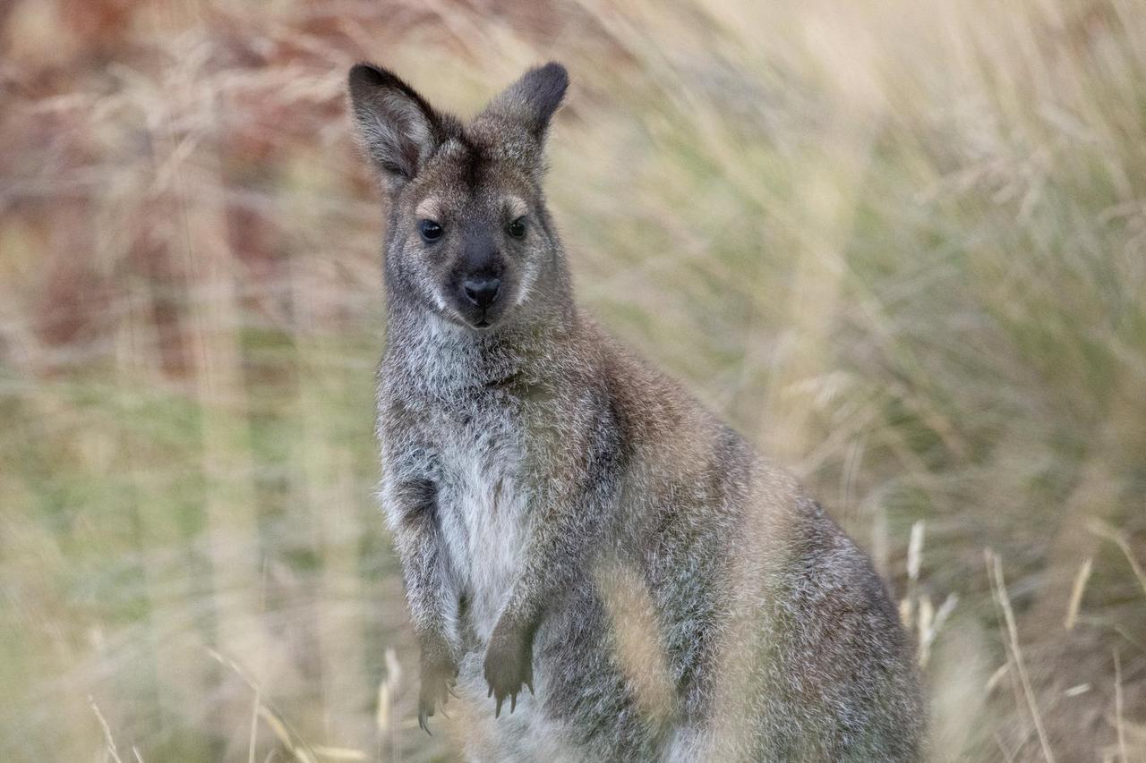 THEMENBILD, Tasmanien, Australien