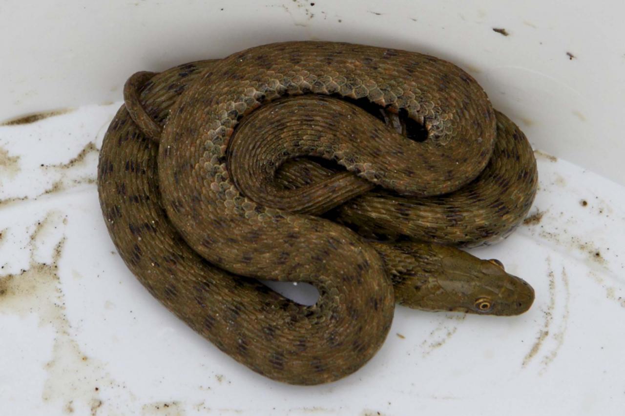 'zmija03_ljr_var_230512'