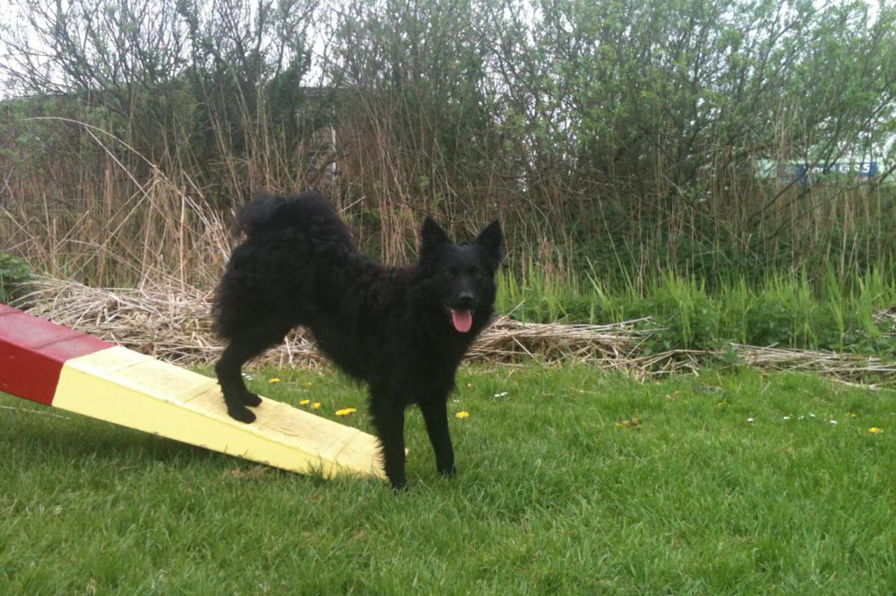 Henka i Ietje Postma, Slayer, Wyfke (1)