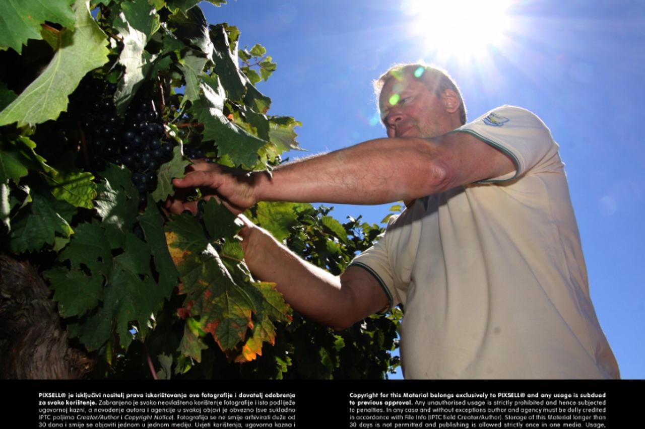 'SPECIJAL MOJA ZEMLJA 28.08.2012., Umag - Vinogradi vinara Morena Degrassija koji su ove godine pogodjeni susom.  Photo: Dusko Marusic/PIXSELL'