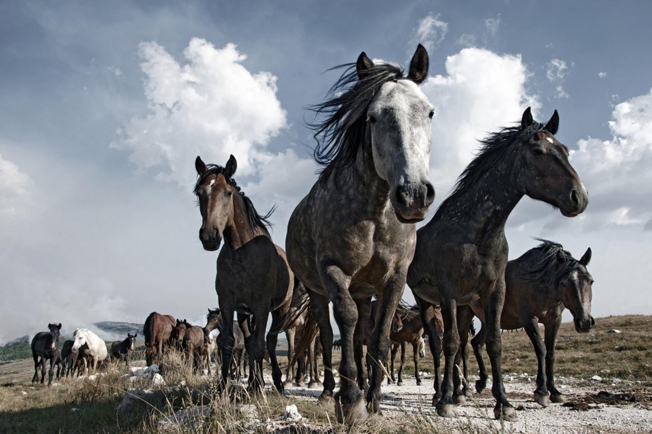 Mirsad Mujanović iz Travnika,  "Divlji konji na Borovoj glavi"