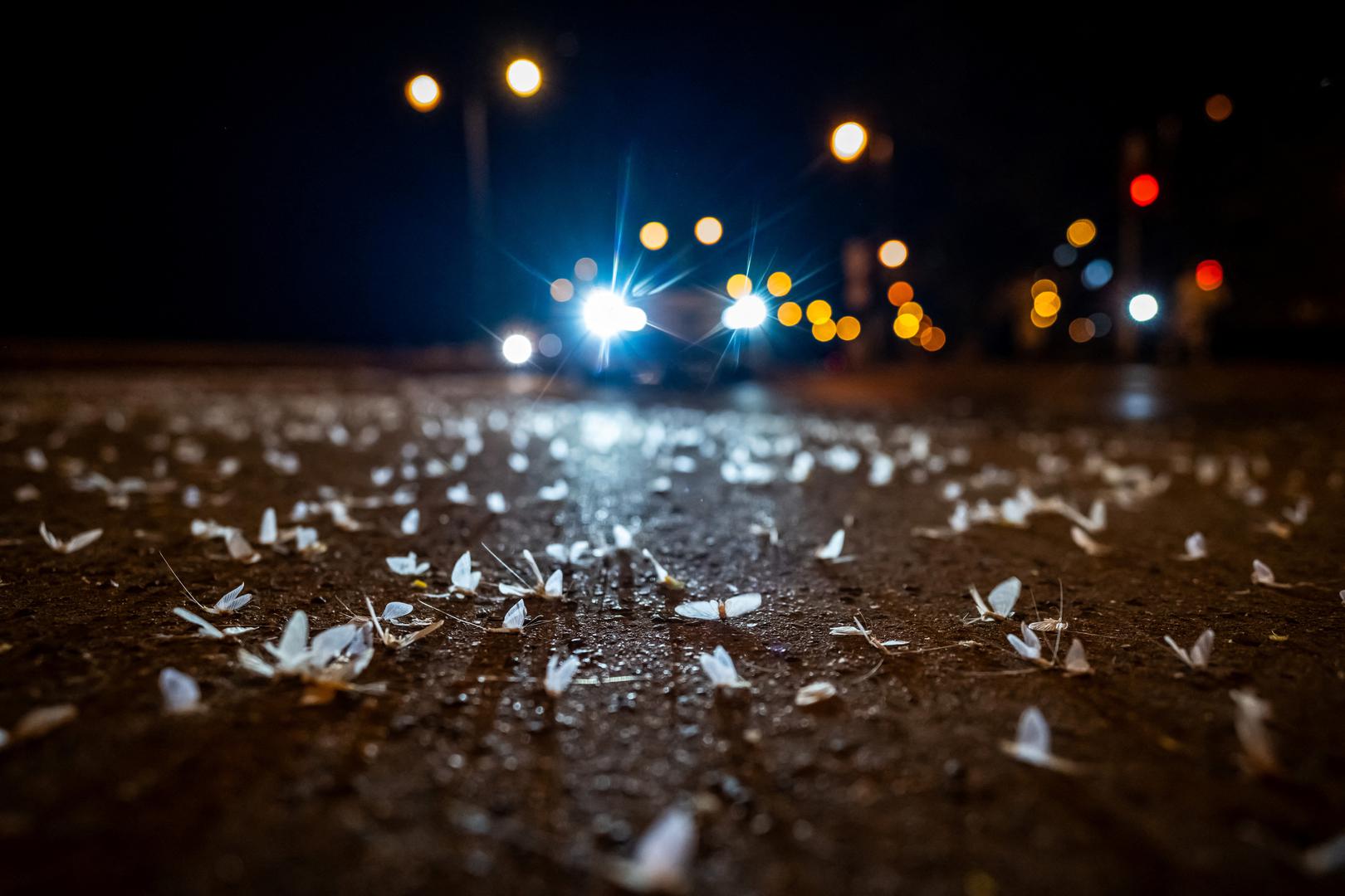 U spektakularnom prirodnom fenomenu, stotine tisuća, a ponekad i milijuni vretenaca, sudjeluju u intenzivnom procesu parenja i razmnožavanja prije nego što uginu nakon samo nekoliko sati života. Ova kratkoživuća bića, čiji je životni vijek kraći od dana nakon izlijeganja, služe kao indikator zdravlja rijeke Dunav.