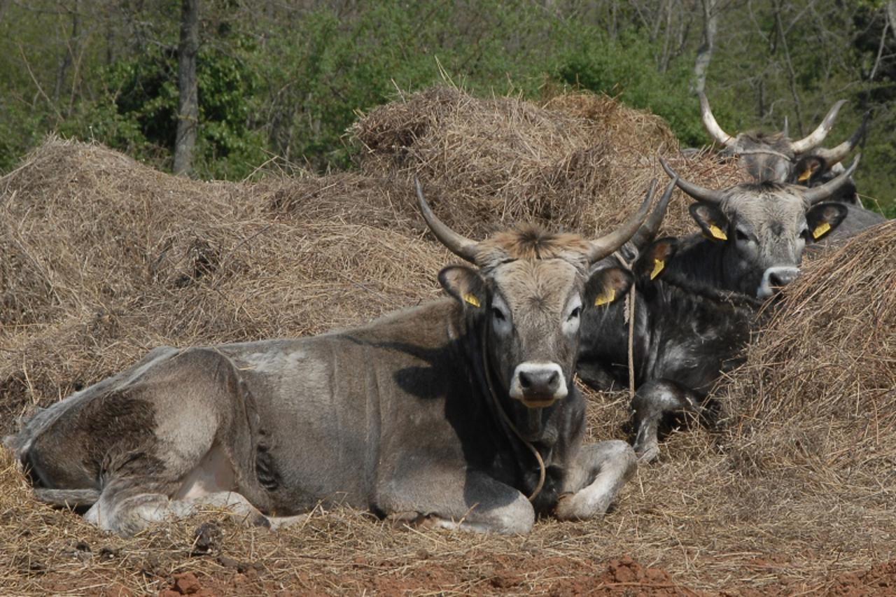 'Photo: Dusko Marusic/Vecernji list VISNJAN-ISTARSKI VOLOVI FOTO DUSKO MARUSIC'