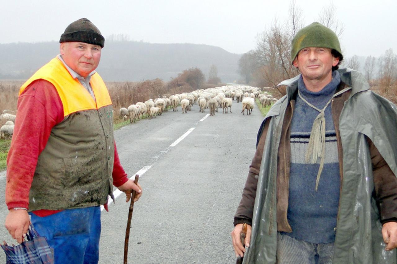 'ovce_mas_pod_011210_Maja Sa'