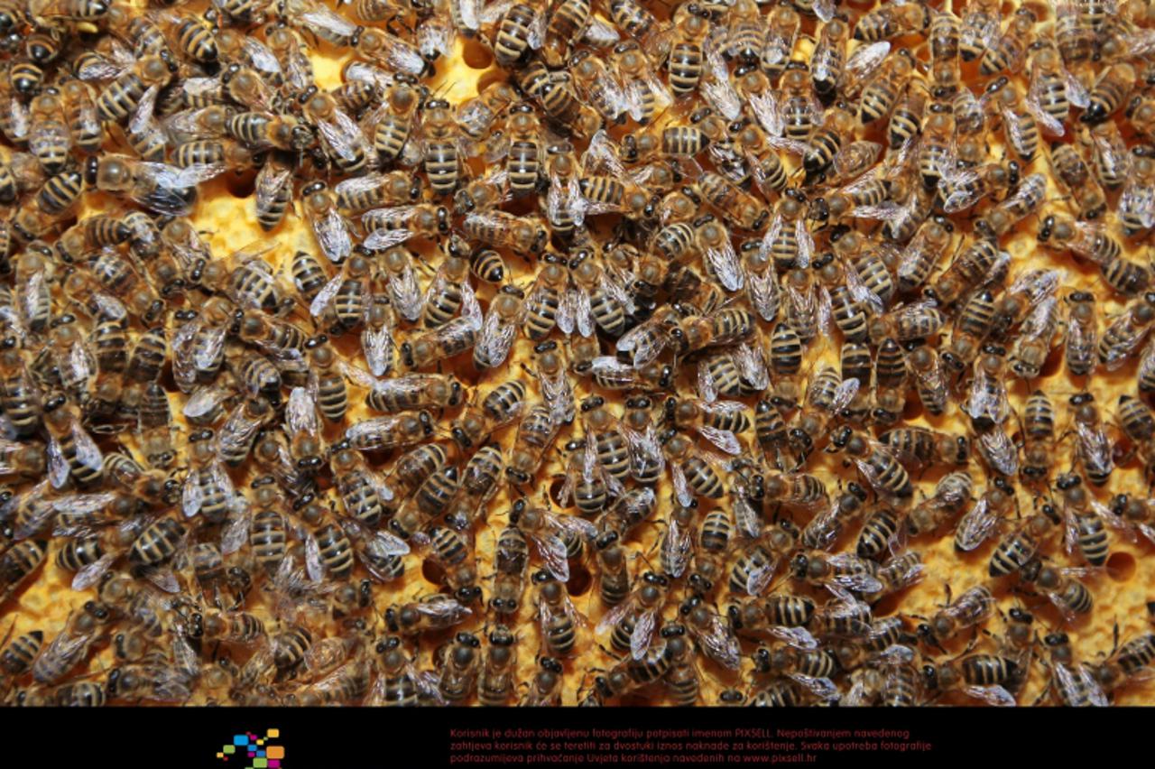 '10.04.2012., Koprivnica - Pripreme pcelara za predstojecu sezonu proizvodnje meda. Pcelar Dario Habijanec (27) ima 140 kosnica, koje ce uskoro sa dva kamiona prebaciti u polja uljane repice koja poci