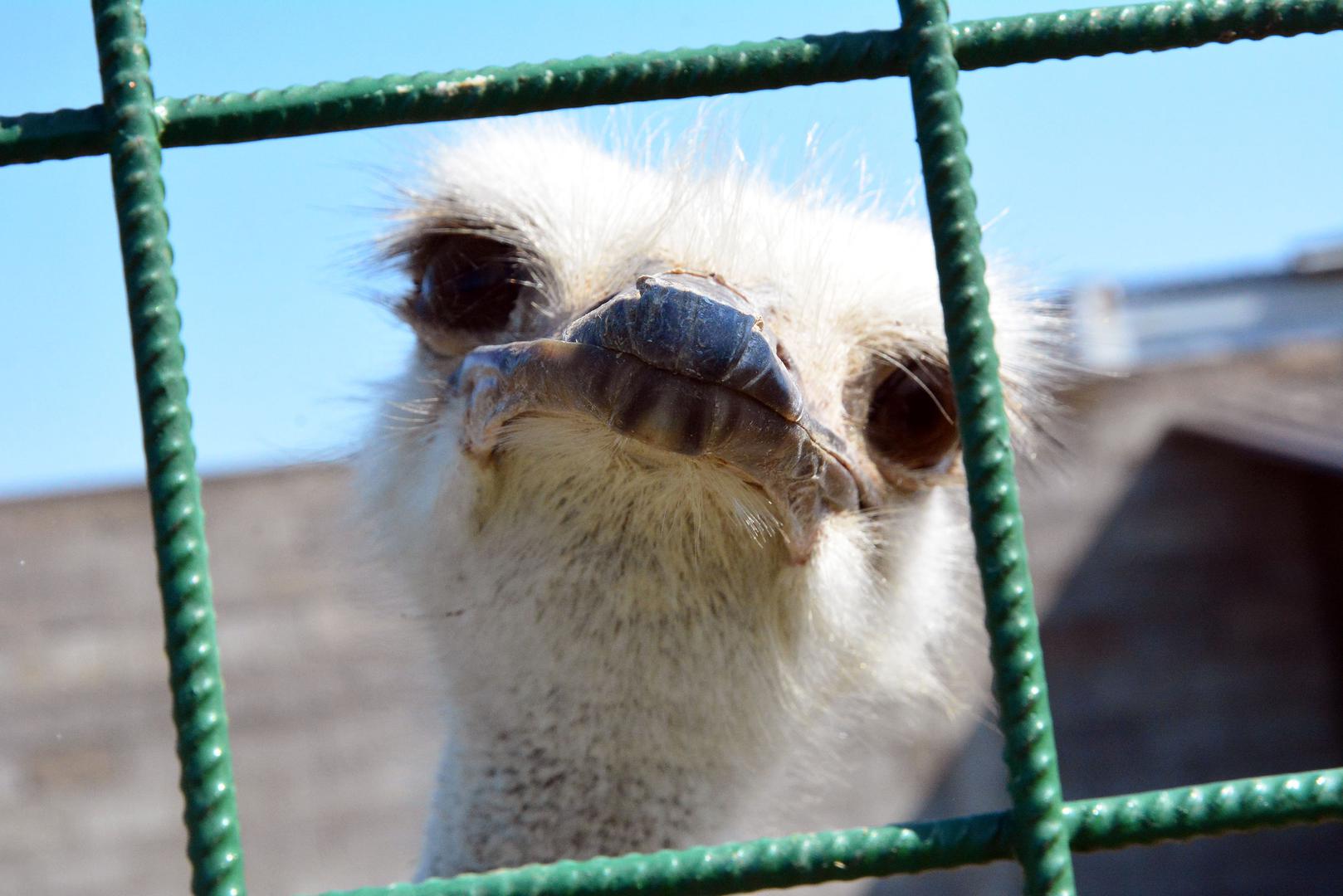 Noj, lat. Struthio camelus. Regija: Afrika.
Visina: Mužjaci između 210 i 275 cm, ženke 175 do 190 cm