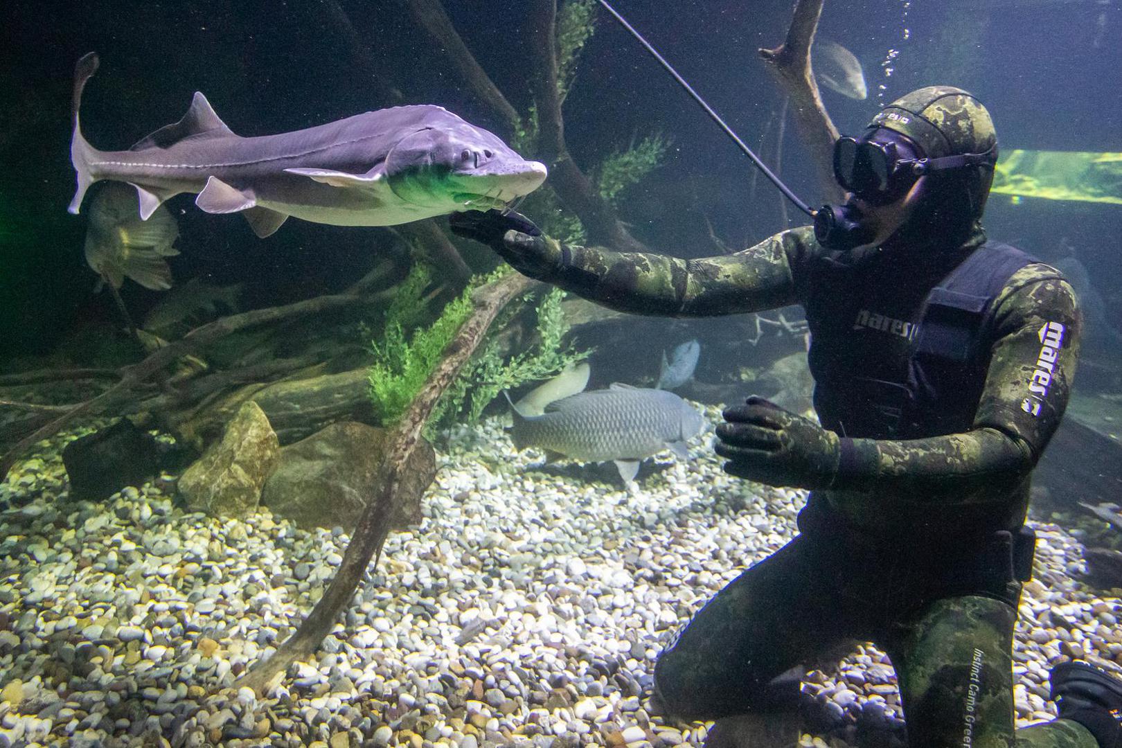 14.11.2023., Karlovac - Marin Jarnjak ronioc je u Slatkovodnom akvariju - Aquatika gdje svakog tjedna uranja u akvarije koje cisti i odrzava. Tijekom ciscenja Marin se igra sa ribama, posebice jesetrama koje su drustvene i vole mu jesti iz ruke. Photo: Kristina Stedul Fabac/PIXSELL