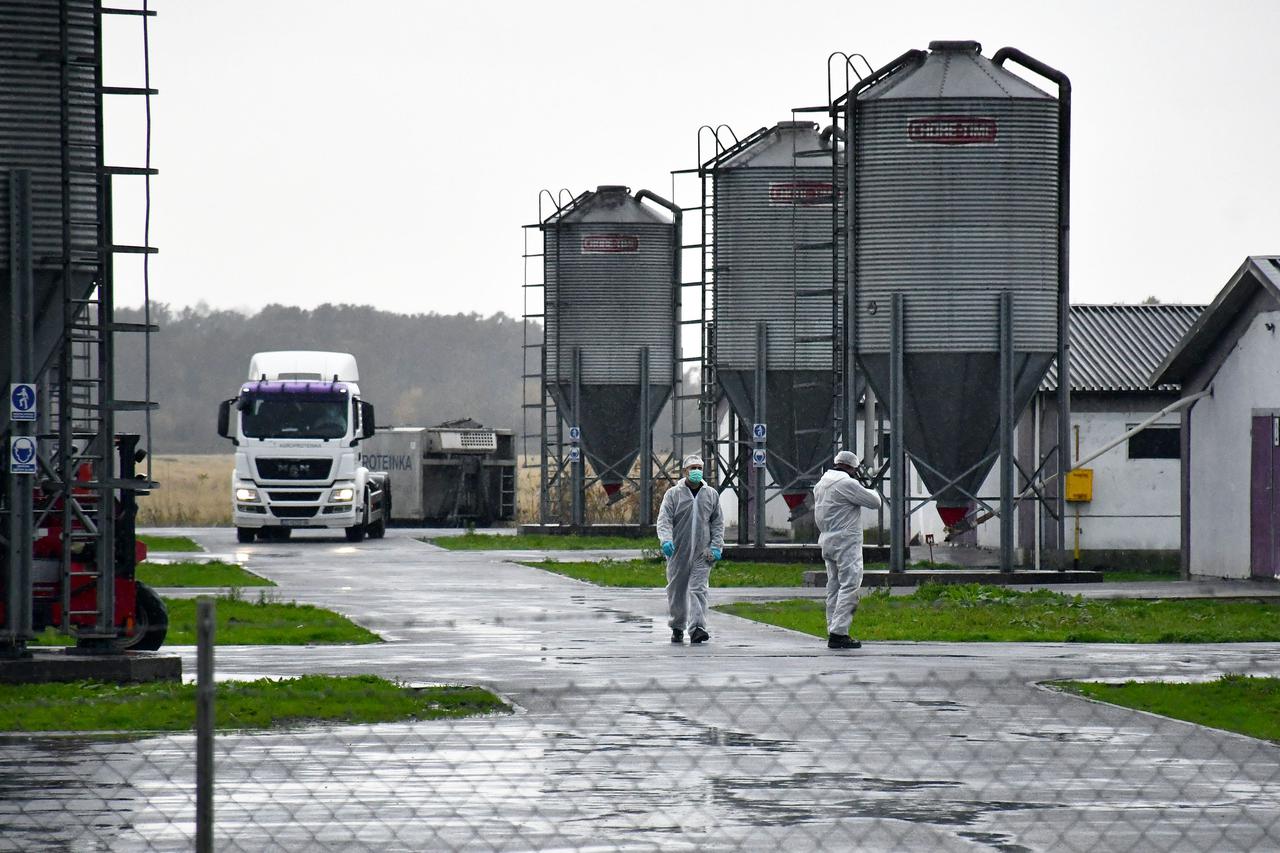Slavonski Kobaš: Na Vindonovoj farmi purana počelo eutanaziranje i odvoz Agroproteinkinim kamionima