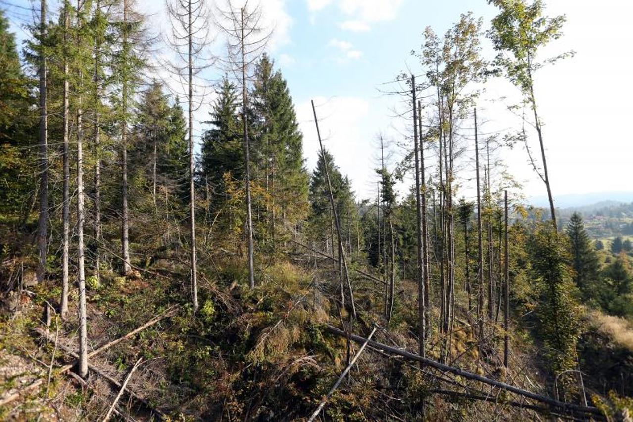 Potkornjak