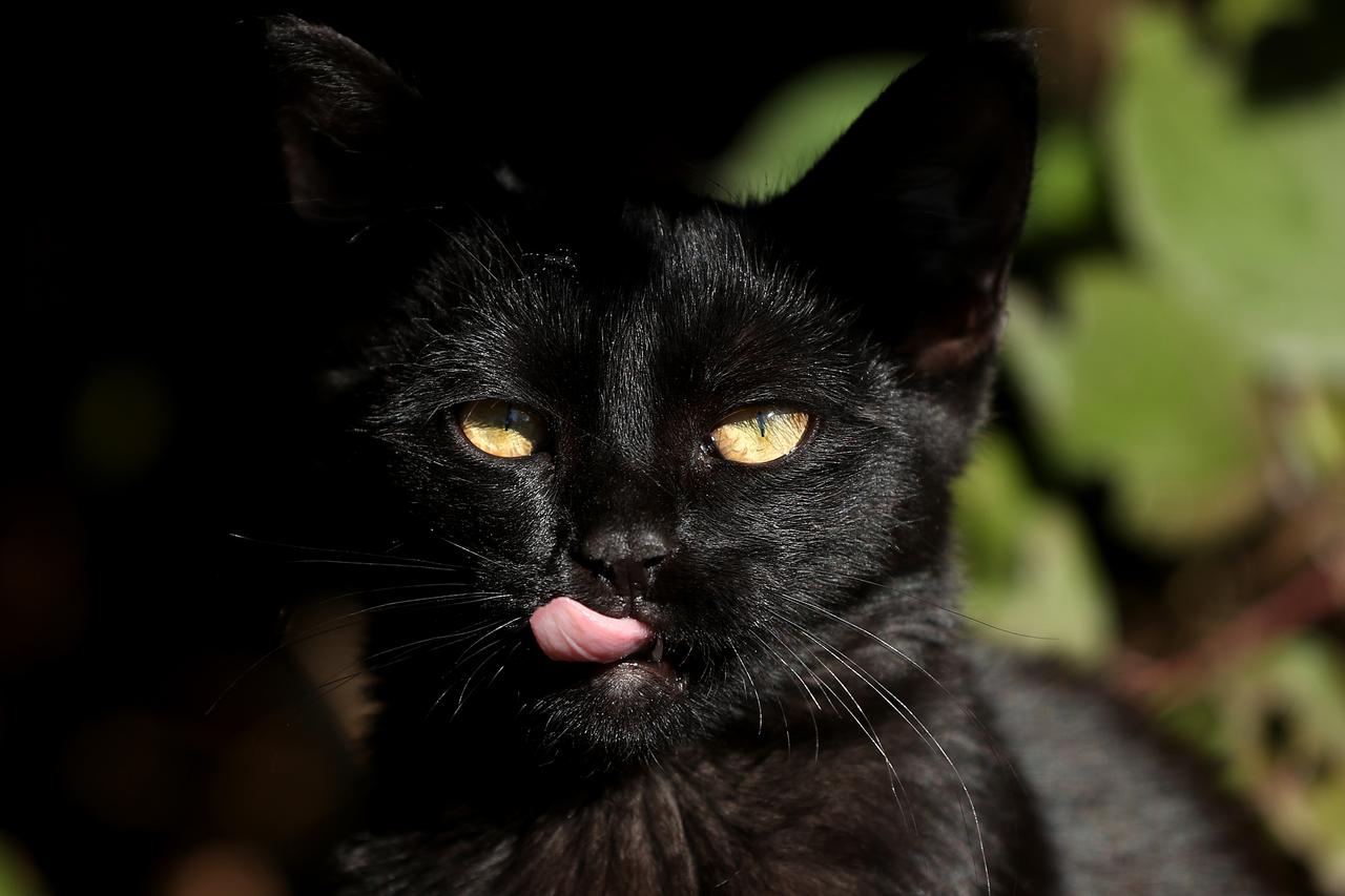 Danas je Svjetski dan zaštite životinja