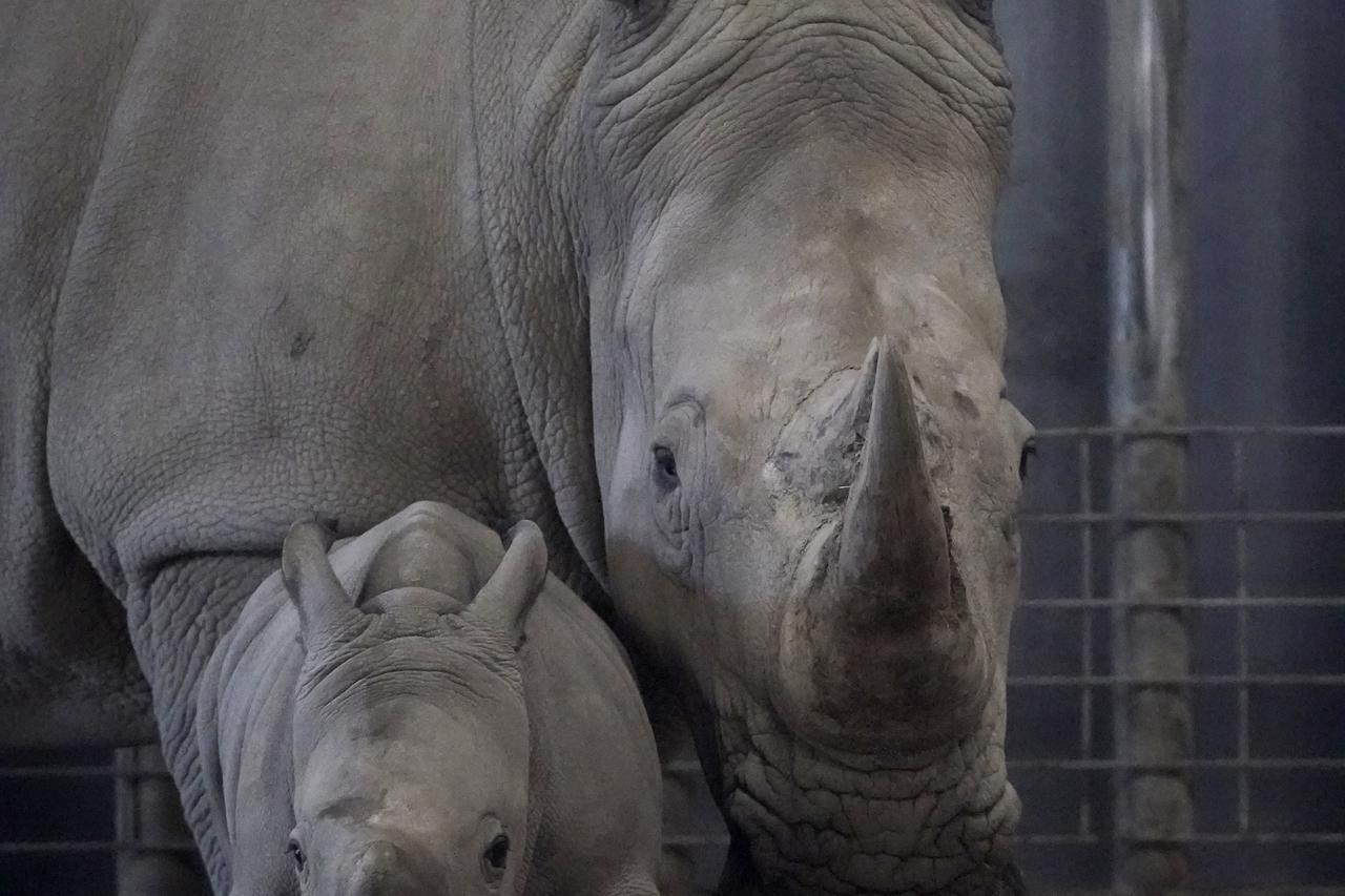 Novoro?eni južni bijeli nosorog u zoološkom vrtu u Dublinu