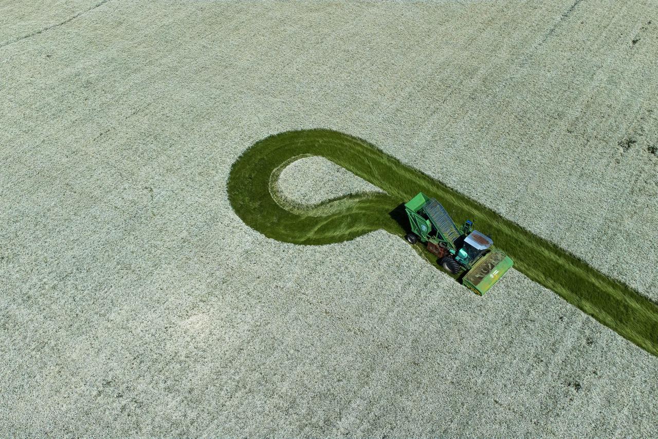 Na poljima Slavonije počela je berba kamilice