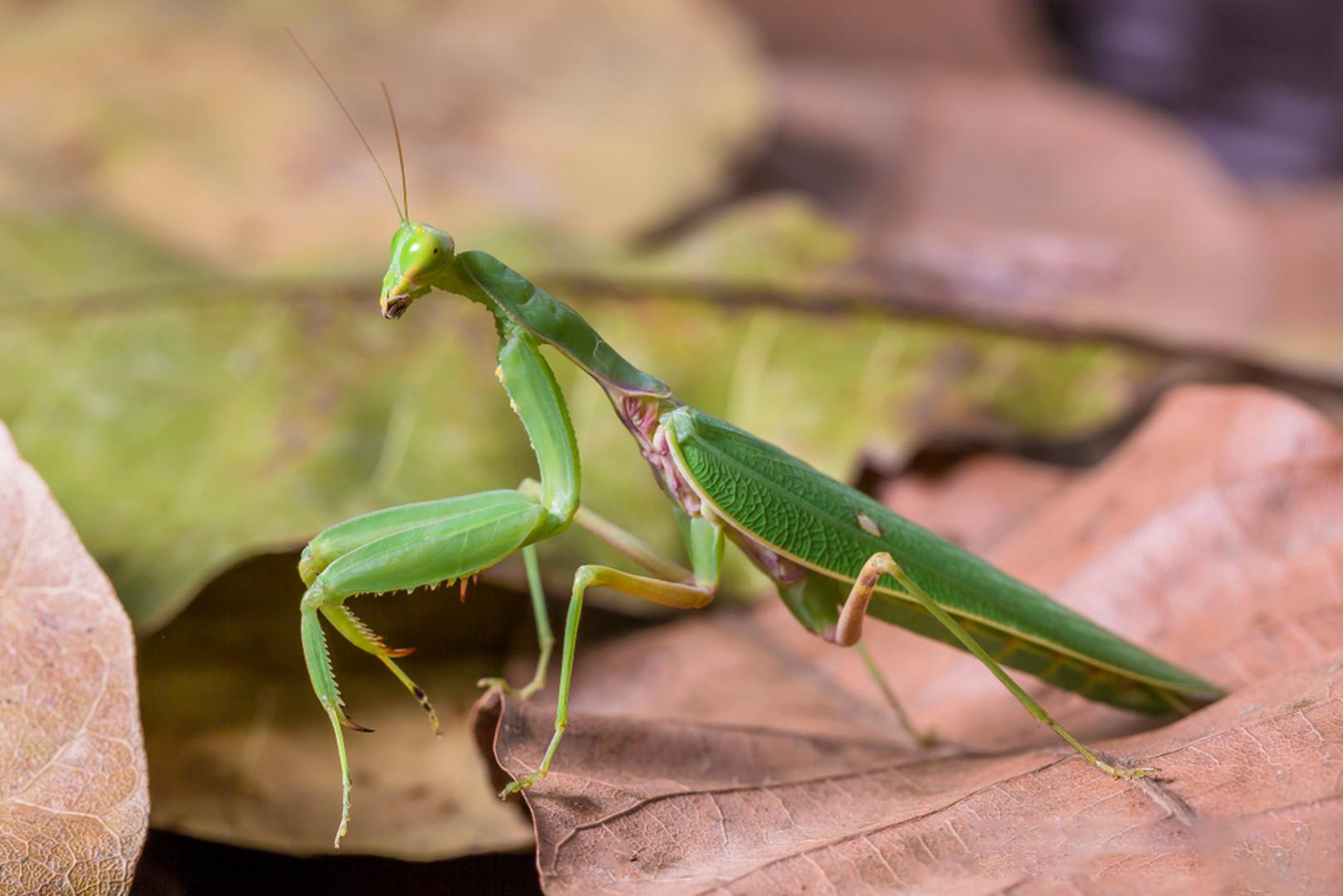 Bogomoljka: Bogomoljka je jedan od najzanimljivijih vrtnih predatora jer se hrani različitim kukcima, uključujući i neke štetnike. Svojim strpljivim čekanjem i brzim napadima pomaže u održavanju prirodne ravnoteže među kukcima u vrtu. Iako svojim izgledom nekima djeluje pomalo zastrašujuće, u vrtu može biti vrlo koristan gost.
