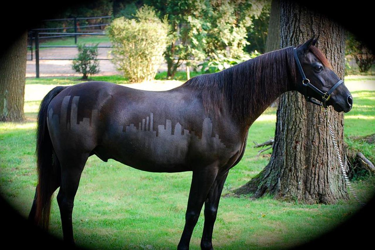 poni