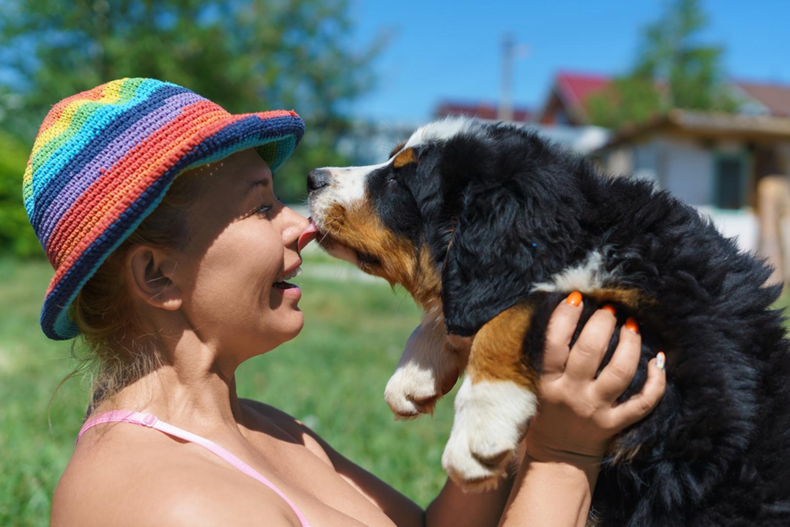 Bernski planinski pas: Bernski pas je velik, nježan i stabilan, s onim tihim autoritetom koji umiruje prostoriju. Vole obitelj i najbolje funkcioniraju kad su blizu ljudi, a ne izolirani u dvorištu. Njihova smirenost i topla privrženost često djeluju kao emocionalni uteg, lako spuste nervozu i prizemlje dan.