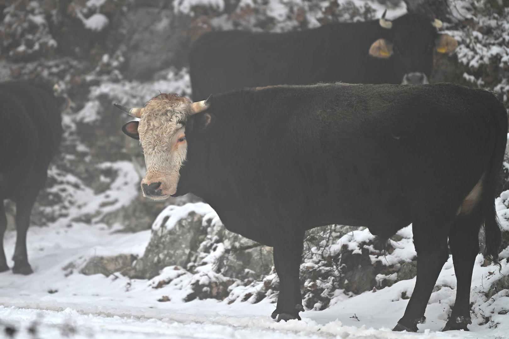 Dok su u priobalju prevladavale niske temperature i par pahulja snijega, Biokovo se zabijelilo i pružilo rijetku, gotovo nestvarnu sliku koja se ne viđa često.