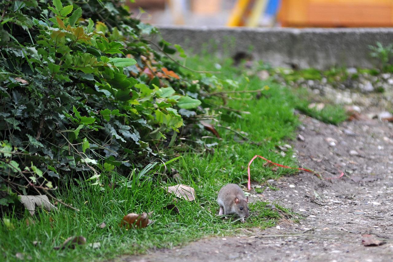 Zagreb: U grmlju na Trgu kralja Tomislava obitava veliki broj štakora