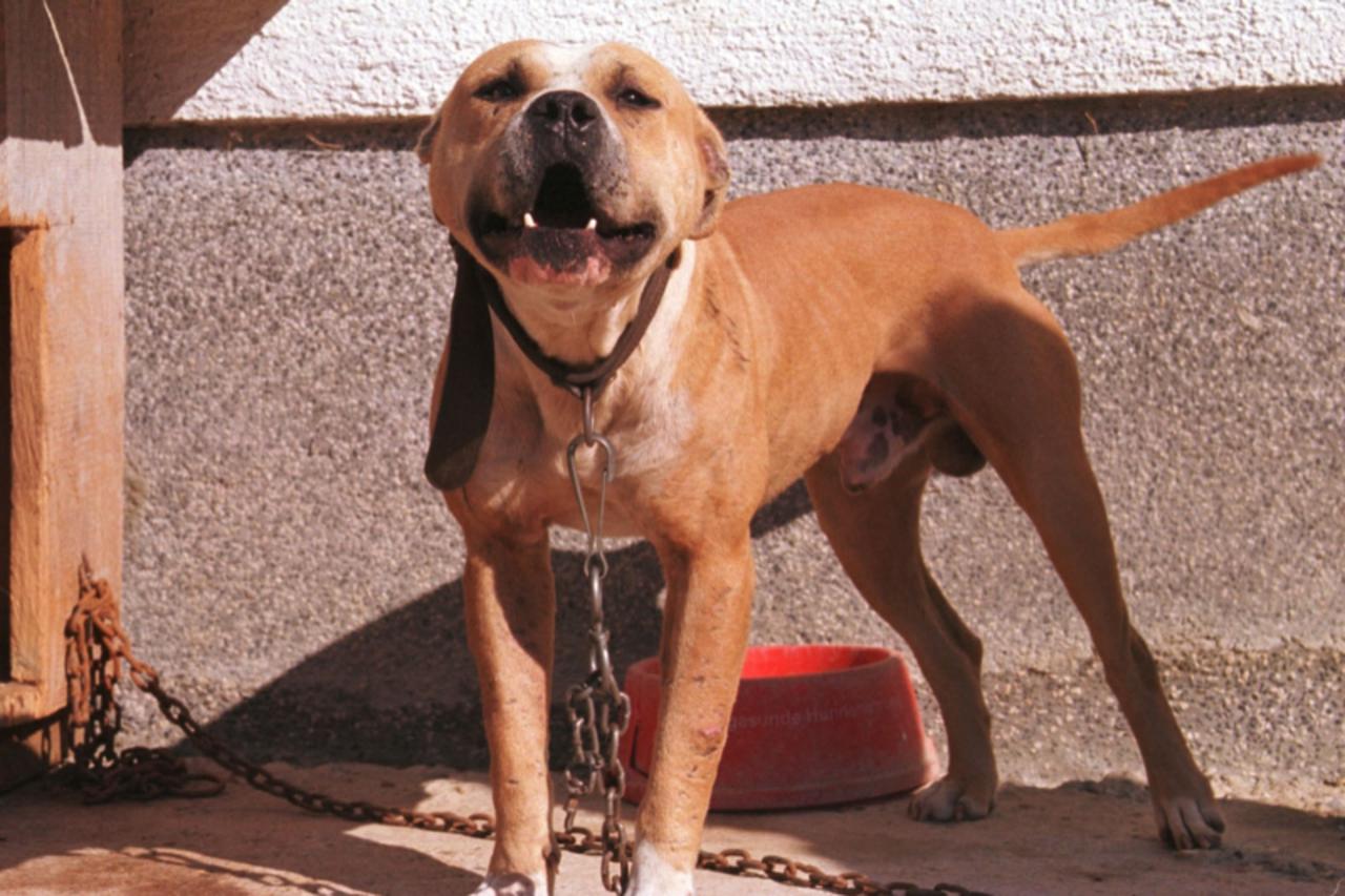 'CRN PIT BULL SNIMIO ROBERT ANIC'