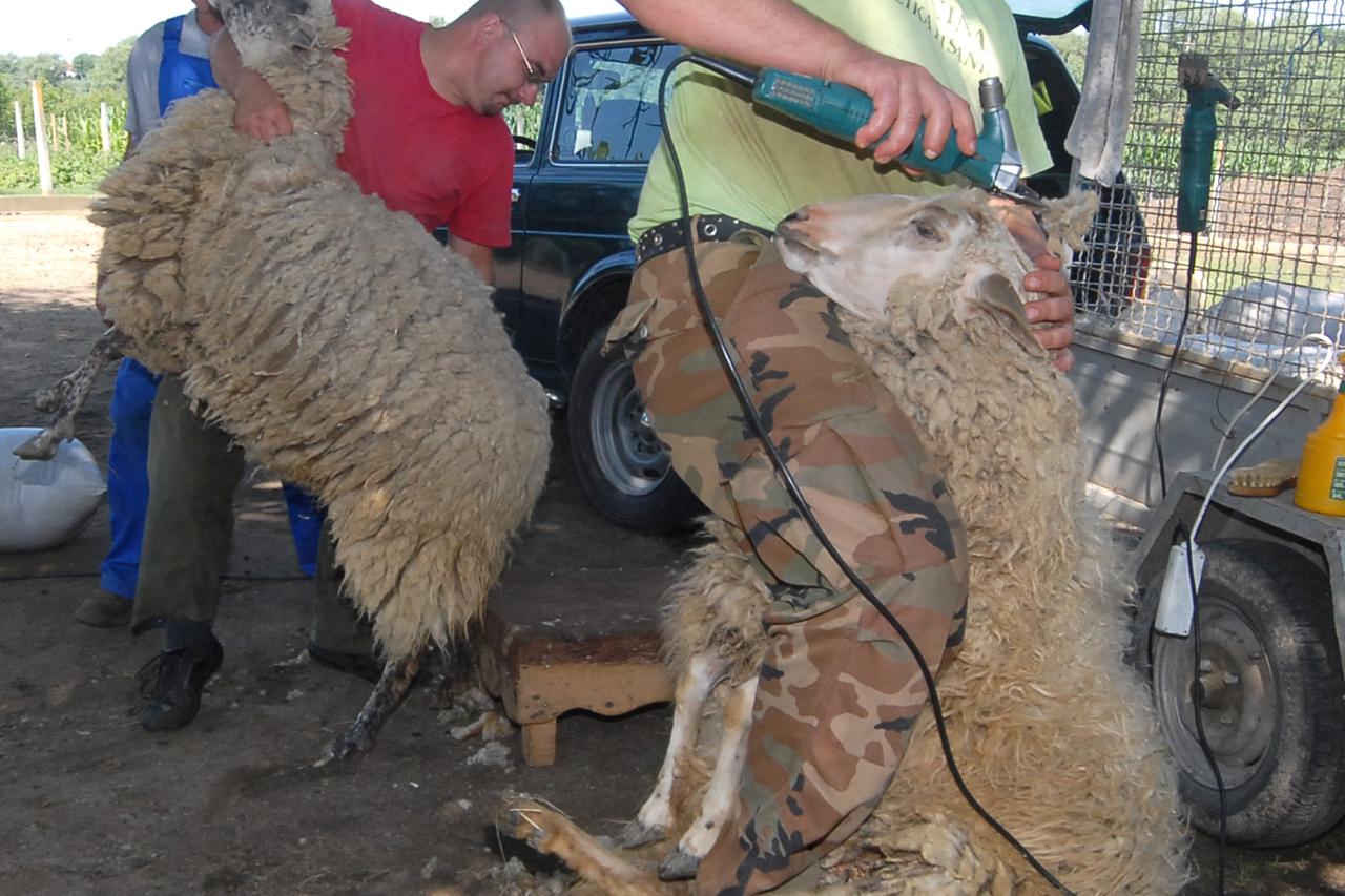 29.06.2012., Bjelovar - Mihael Vuk iz Bjelovara visestruki je prvak Hrvatske u strizenju (sisanju) ovaca, a ove se godine okitio naslovom doprvaka. Kaze da na natjecanju za 5 minuta ostrize 4 ovce, dok tijekom usluznog sisanja, cime se i inace bavi,  za o