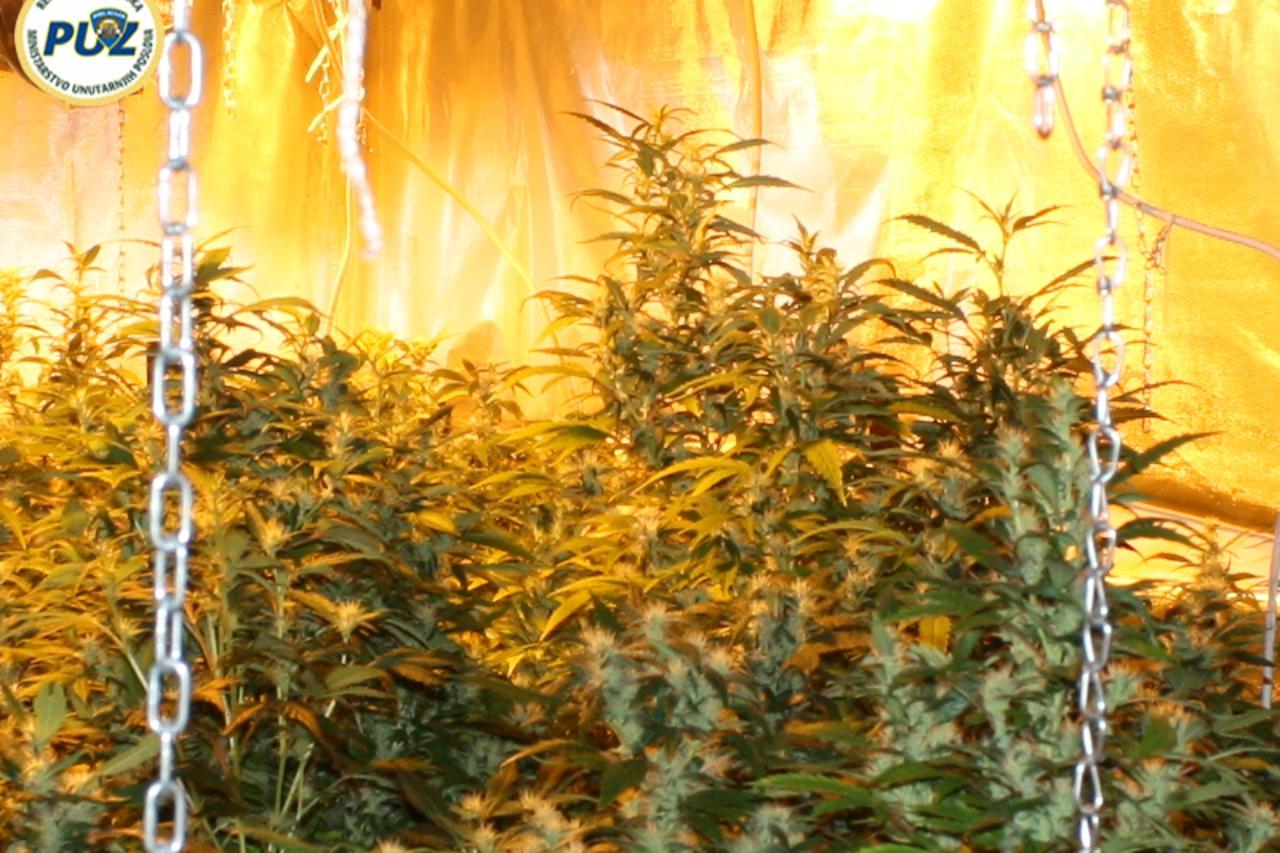 marihuana