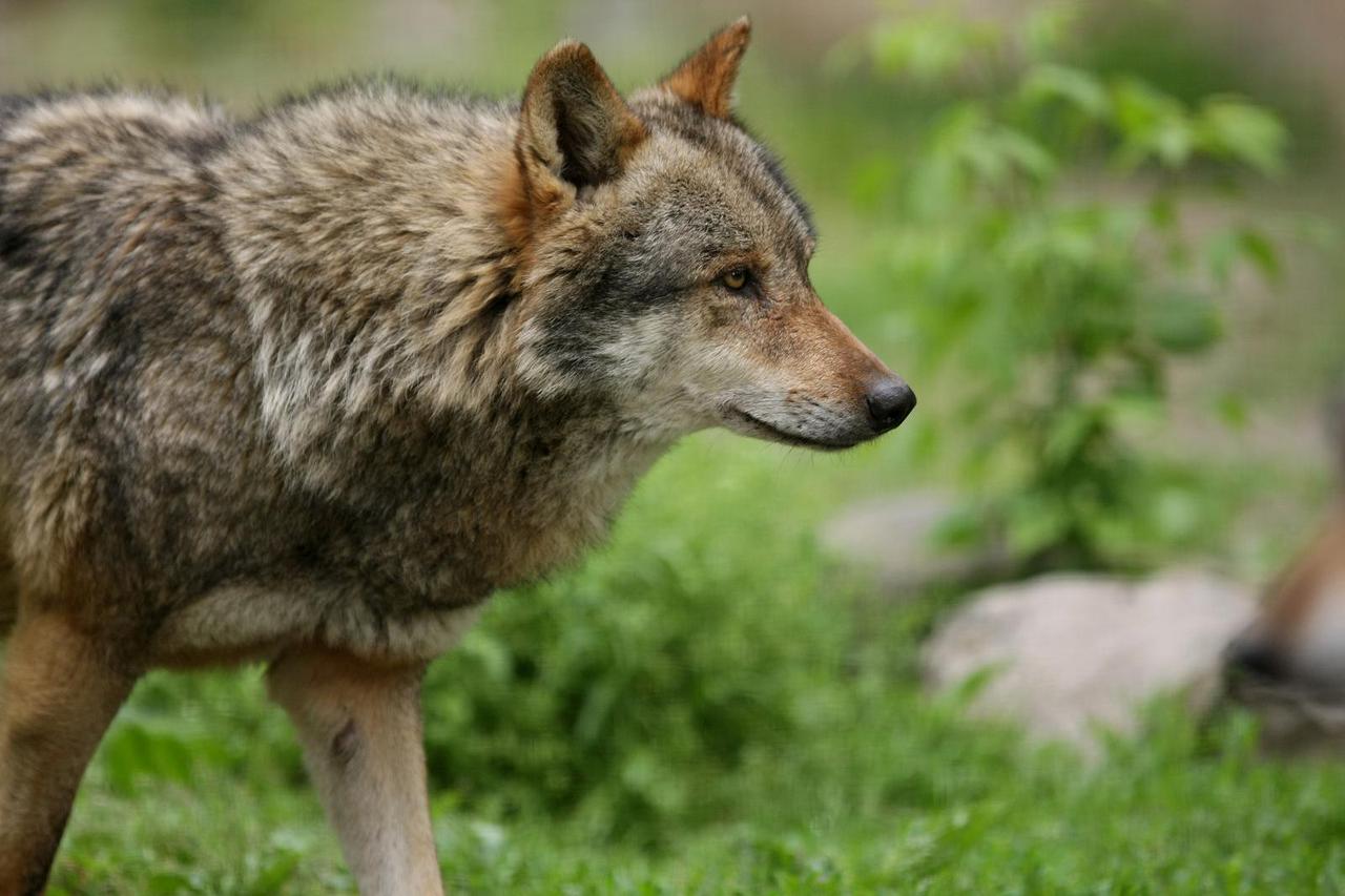 Osijek: Iako je obla?no i hladno, životinje u zoološkom vrtu odmaraju na otvorenom