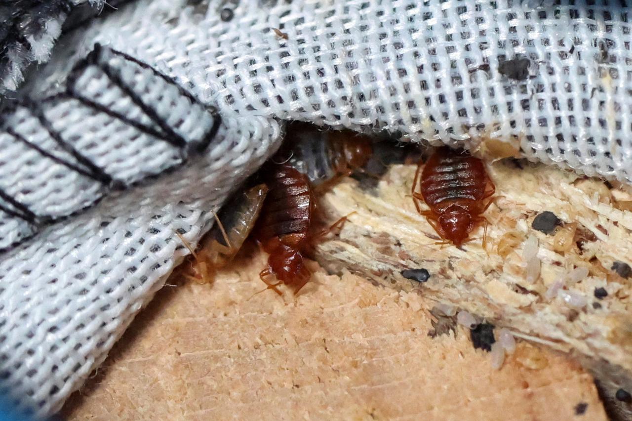 France wary over bed bugs spread