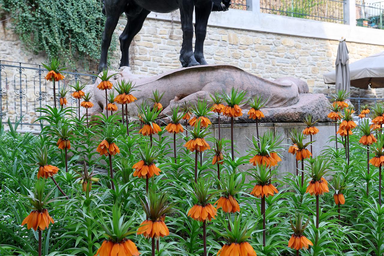 Carska krunica (Fritillaria Imperialis) uz kip Svetog Jurja kod Kamenitih vrata