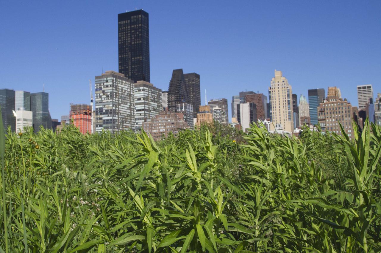 manhattan,new york