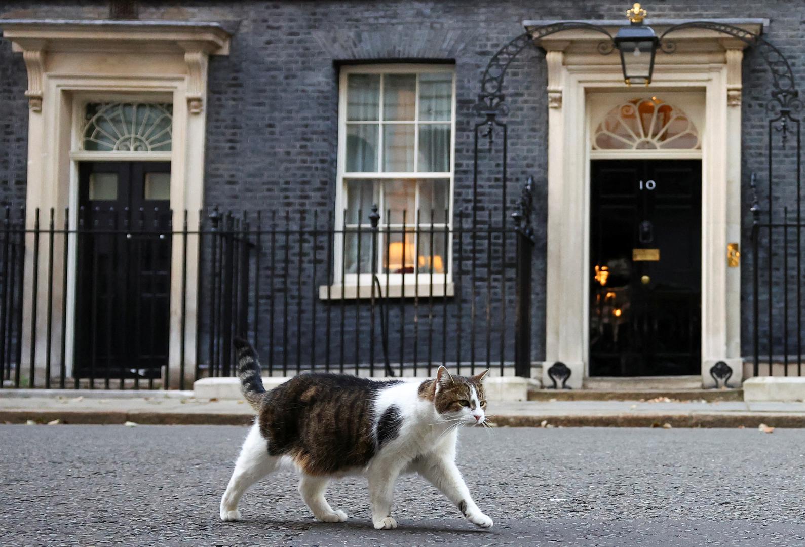Gradske lisice i golubovi koji ništa ne sumnjaju također su otjerani, premda je jedan pernati uljez za dlaku izbjegao njegove kandže, dok su mediji pratili. 